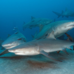 Aquí todos somos tiburones