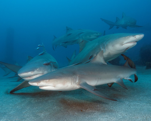 Aquí todos somos tiburones