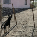 Perro de Rancho