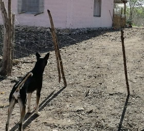 Perro de Rancho