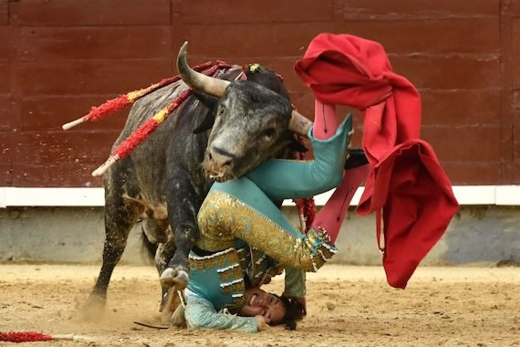 Novillero partiéndose la madre