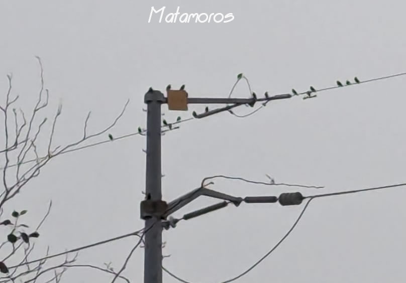 Aves en Matamoros