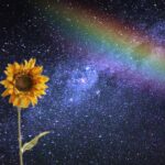 Girasol en la noche bajo el arcoiris