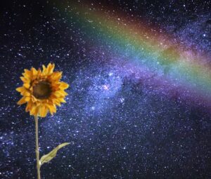 Girasol en la noche bajo el arcoiris