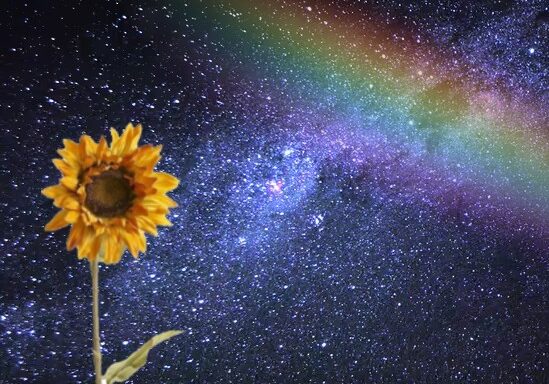 Girasol en la noche bajo el arcoiris